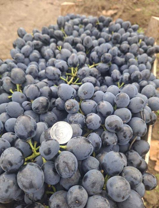 Продам виноград столовий ОПТ (Молдова, Сувенірний, Суручанский) — 35 грн/кг
