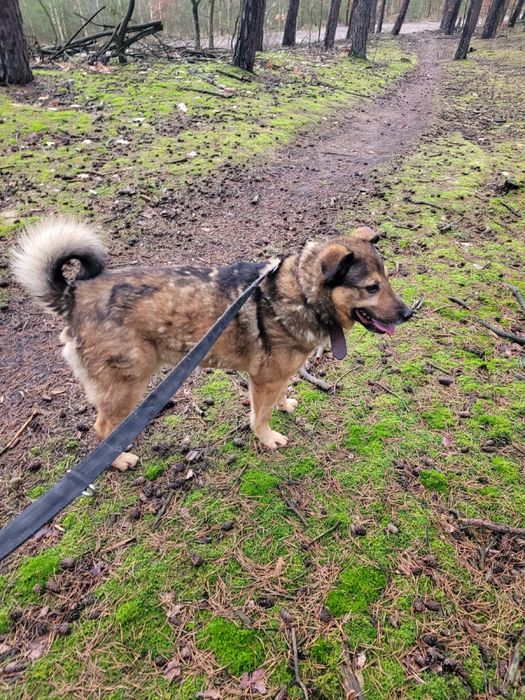 Dolar mlody,energiczny pies do adopcji