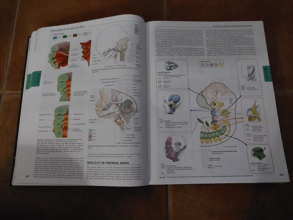 Gray's Anatomy - 41ed