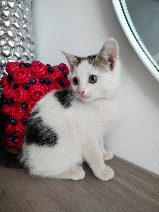 Котики в добрі руки