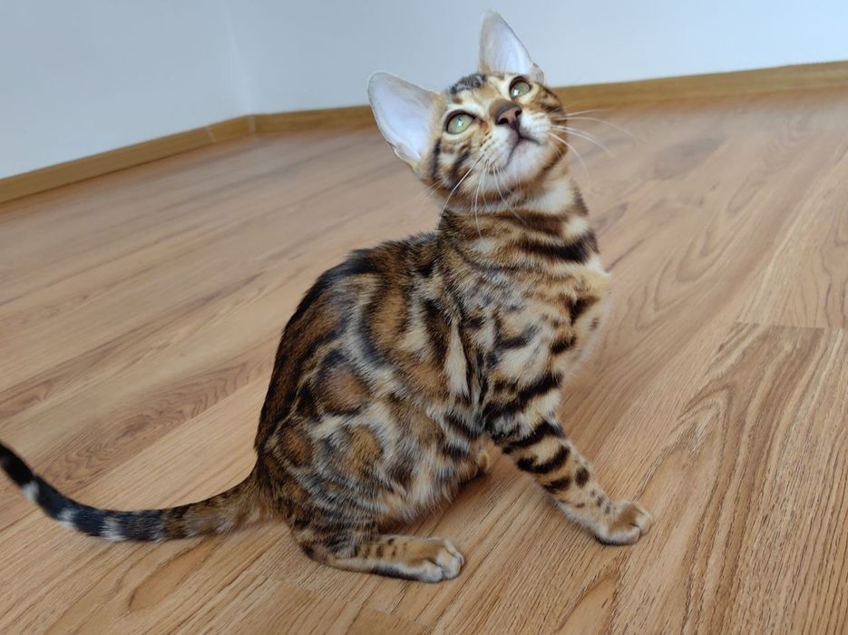 Kotek Bengalski - Rodowód I Piękne