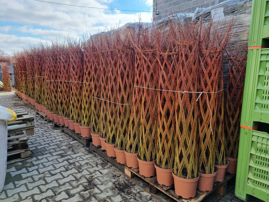 Wierzba pleciona Salix Americana 100-200cm