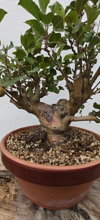 Macieira Bonsai, malus evereste