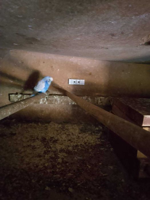 Papuga falista samiec