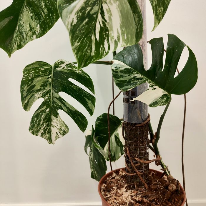 Monstera Albo Variegata XXL – 195cm | Planta Rara e Estável
