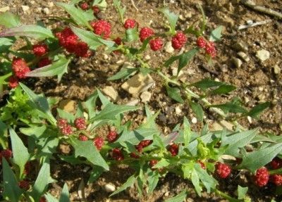 30 Sementes de Morango Espinafre - raro