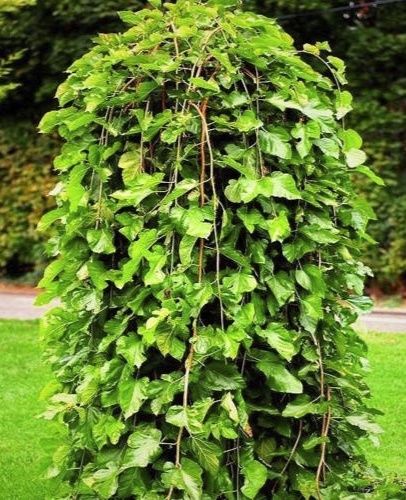 Шовковиця плакуча. Шелковица плакучая.