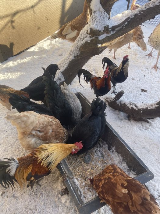 Продам півнів дуже гарних