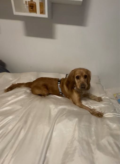 pies za darmo cocker spaniel oddam rasowy