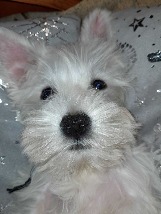 sznaucer miniaturowy biały piesek