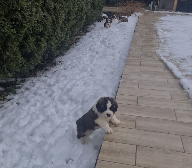 Цуценя сенбернар 8 цуциків