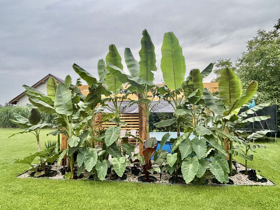 Duże sadzonki Bananowiec Musa sikkimensis i Colocasia