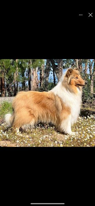 Maravilhosa rough collie