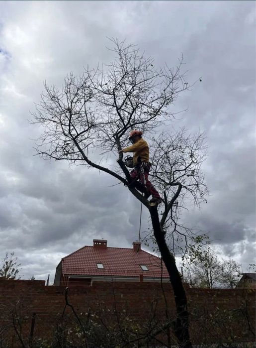 Видалення аварійних гілок/висотне зрізання дерев/локальна підрізка