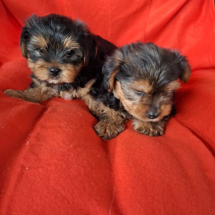 Yorkshire terrier rodowód +wyprawka