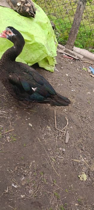 Продам пару індокачок