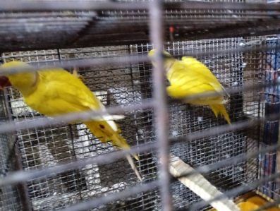 Sprzedam Aleksandretty obroźne