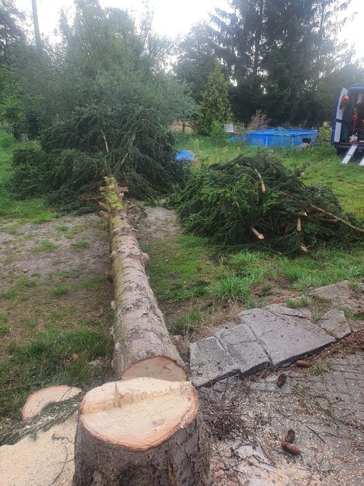 Wycinki drzew oraz usługi rębakiem