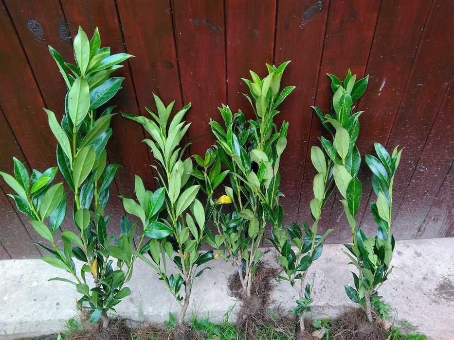 Laurowiśnia novita 70 cm - 80 cm ! Szkółkowana 2 x