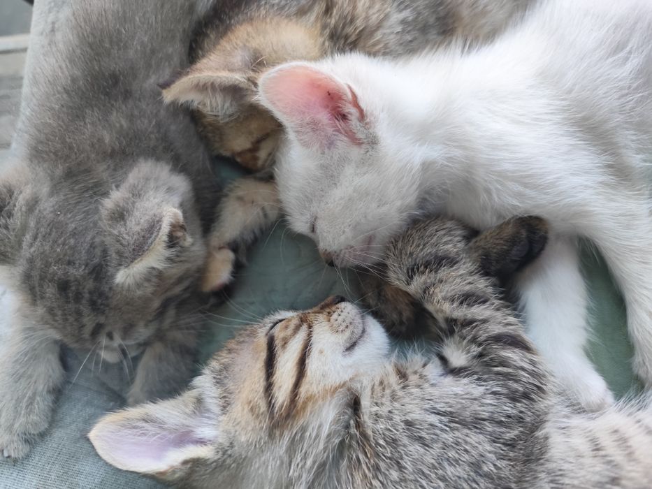 Котята бесплатно