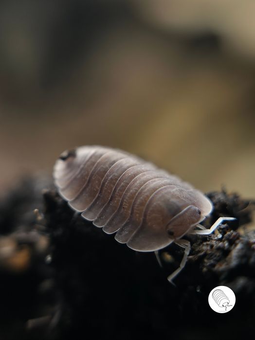 Isopody, prosionki, ekipa sprzątająca Troglodillo sp soil