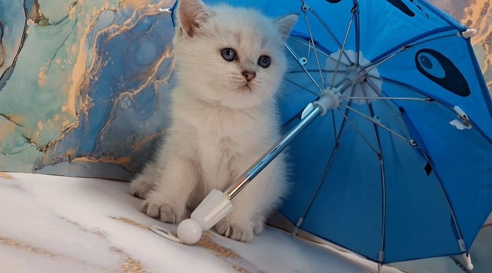 Ласковые короткошерстные котята