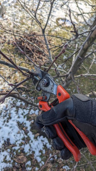 Обрізка плодових дерев саду, обрізка яблуні | Обрезка сада