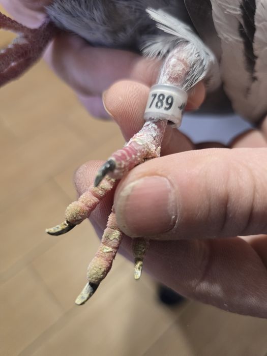 Gołębie pocztowe 74