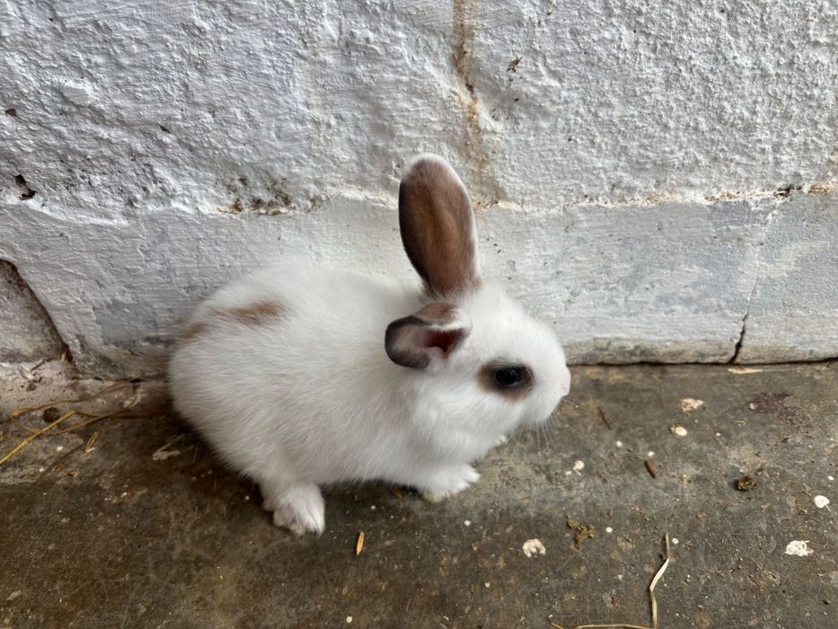 Coelhos anões bebés