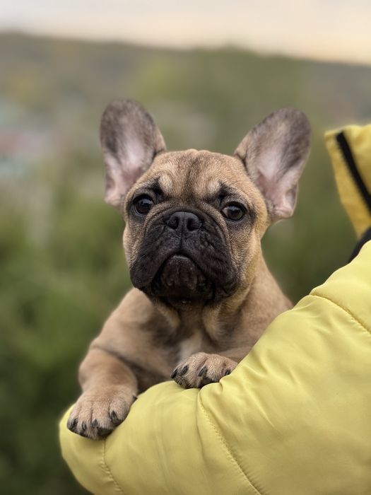 Неймовірна дівчинка з родовідом КСУ