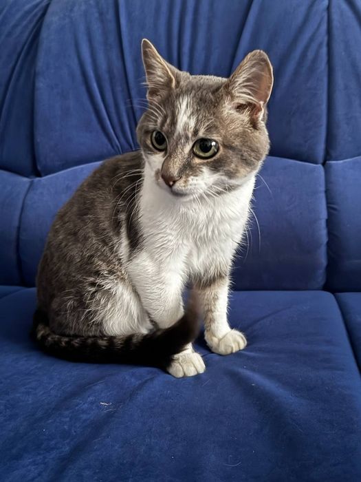 Котик 7-8 місяців