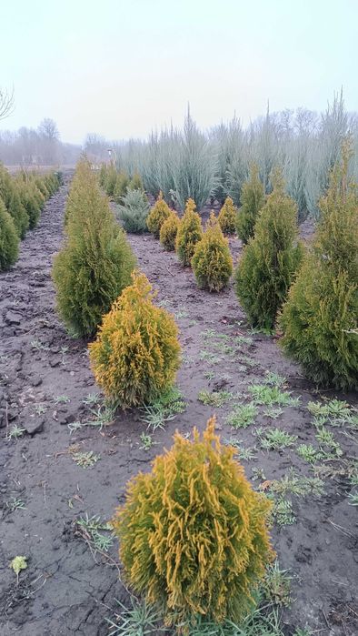 Продаю декоративні рослини звертатися за тел О67І2І7938