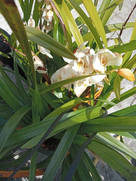 Bolbos de orquídea branca 2€ cada um