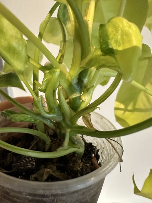 Філодендрон Philodendron Burle Marx var.