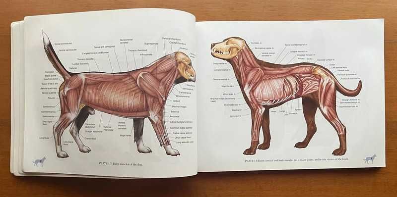 Color Atlas Of Small Animal Anatomy