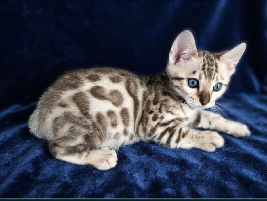 Бенгальське яскраве кошеня,в рідкосному забарвленні Mink