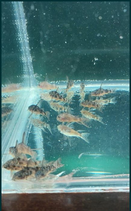 Різні акваріумі рыбки