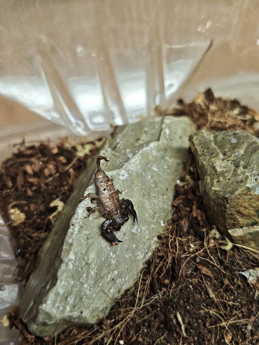 Liocheless Australisae L5-6 skorpion REDUKCJA HODOWLI