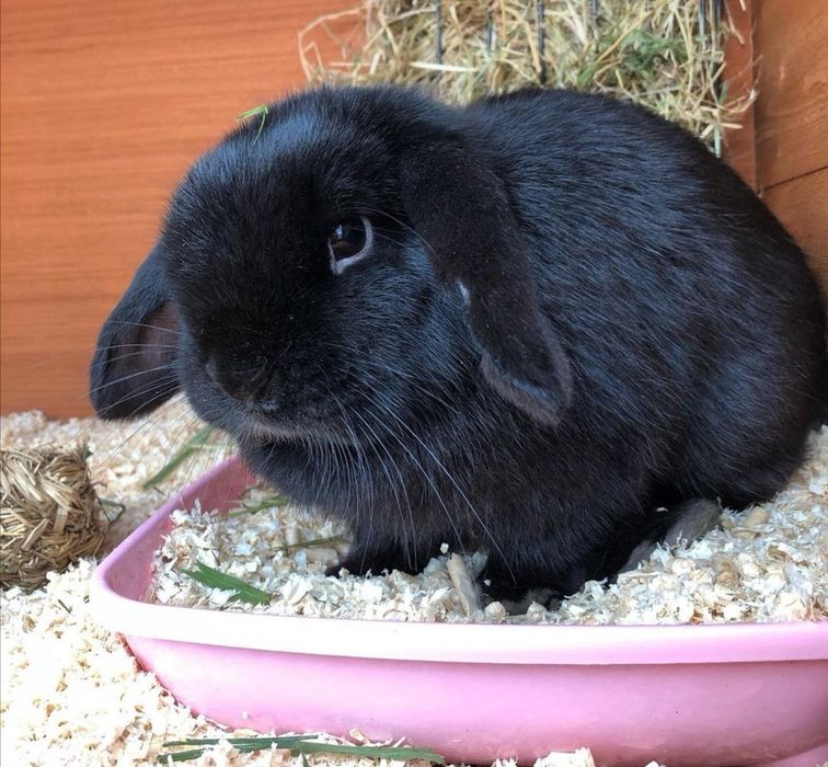 KIT Coelhos anões orelhudos, mini lop super inteligentes e dóceis