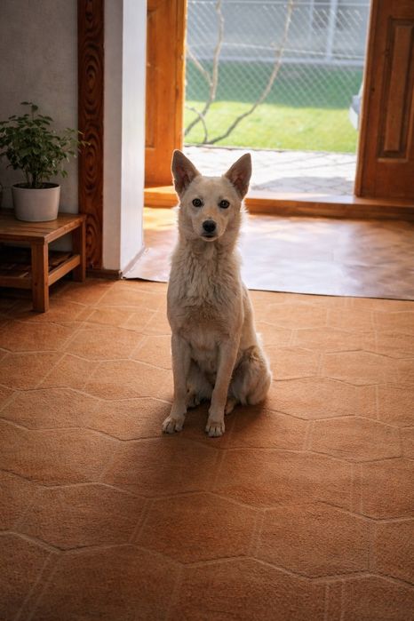 Віддаємо в добрі руки собачку
Маленька дівчинка шукає люблячу сім’ю