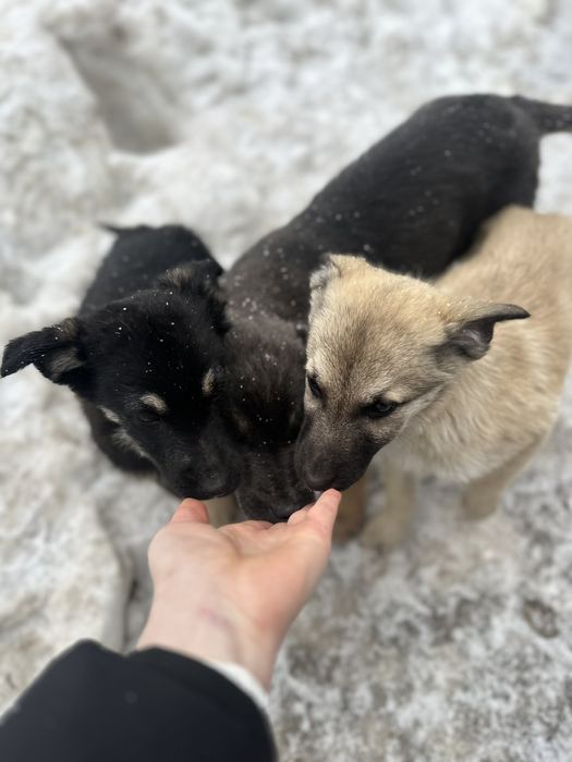 В добрі руки!!! Цуценята 4 місяці