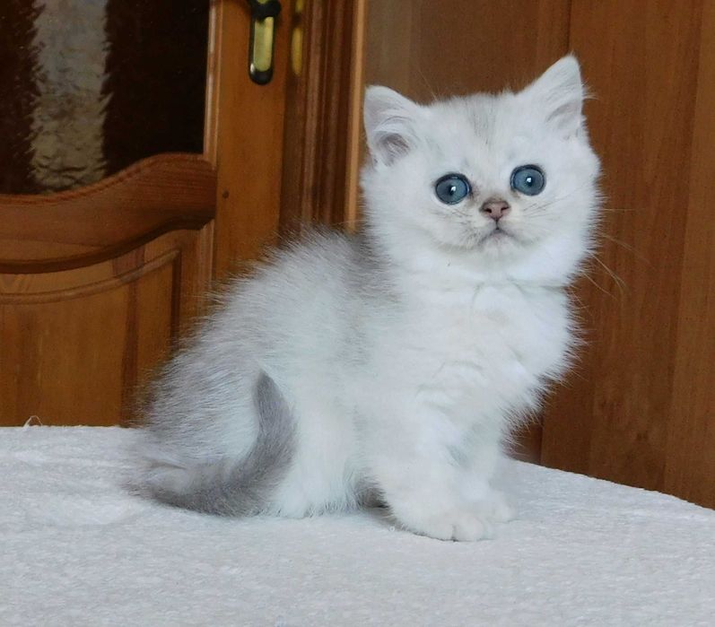 Шотландский мальчишка Винтер