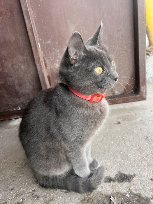 Отдам пушистиков в хорошие руки