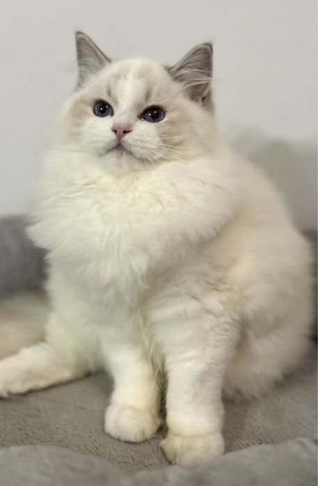 Kotka Ragdoll hodowlana blue bicolor lynx FPL/FIFE do hodowli