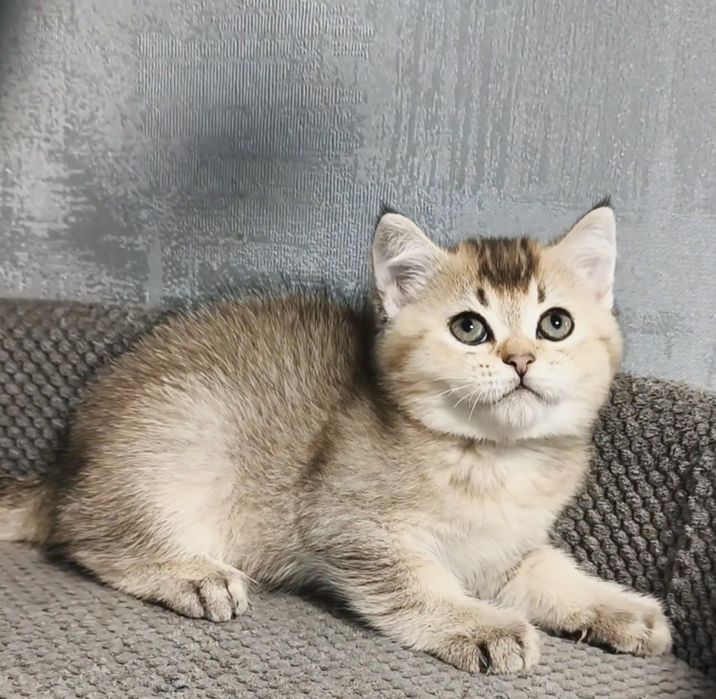 Золота шиншила котик котята кошенята котики