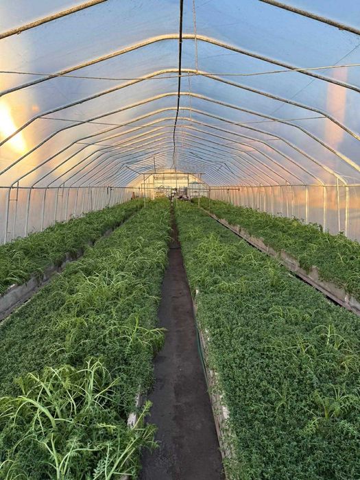 Tunele foliowe 30mx7,3mx3,3m