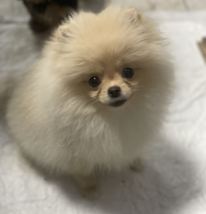 Дівчинка красунька мвні