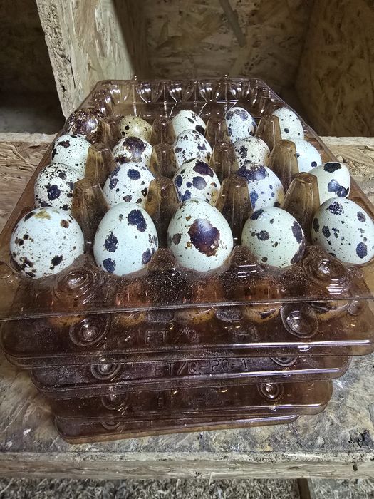 Інкубаційне яйце перепілки Техас Білий.