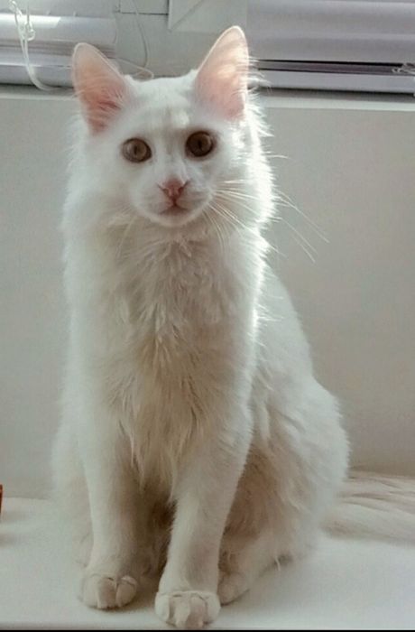 Зник котик!!! Допоможіть знайти!!!