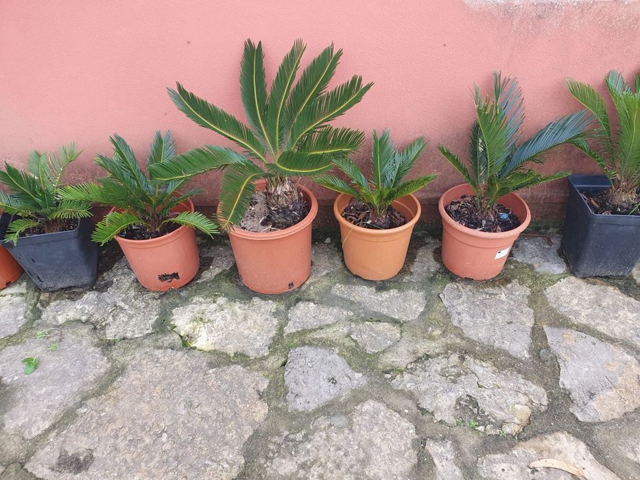 Vende-se plantas Cycas